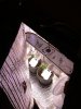 New lighting, LS palm.jpg New lighting, LS palm.jpg