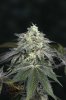 Ripped Bubba #3 @ day 57-3.jpg