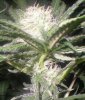 j30LemonSkunkbud.jpg j30LemonSkunkbud.jpg