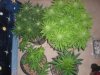 jan30Floweringplants.jpg jan30Floweringplants.jpg