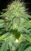 jan30GWSbud.jpg jan30GWSbud.jpg