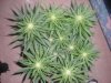 jan30Lskunk.jpg jan30Lskunk.jpg