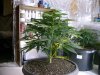 ARB 2 wk 6 FV.jpg