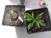 runt comparison.jpg runt comparison.jpg