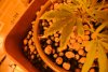 yellow leaves.jpg