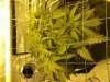 downsized_0131121509.jpg