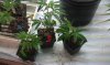 IMAG0236.jpg