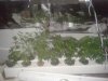 2012-01-22212452-1.jpg