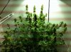 budding.jpg budding.jpg