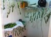 curing1.jpg curing1.jpg