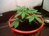IMG00033-20120202-1030.jpg