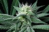 Chem Dog Week 4 1.jpg Chem Dog Week 4 1.jpg