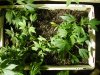 DSCN5447.jpg DSCN5447.jpg