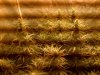IMG-20120202-00216.jpg