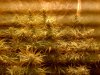 IMG-20120202-00217.jpg