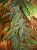 Frosty 052.jpg