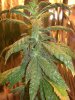 Frosty 058.jpg