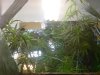 DSC01187.jpg