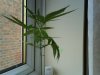 canna 2.jpg