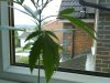 canna 3.jpg