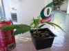 my clones 001.jpg