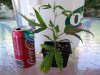 my clones 002.jpg