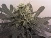 6 weeks flowering.jpg