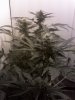 sheva skunk 5 weeks.jpg