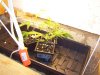 new indoor cfl veg 001.jpg
