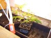 new indoor cfl veg 003.jpg