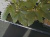 plants 023.jpg