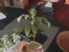 plants 025.jpg
