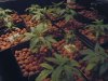 plants 030.jpg