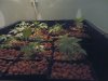 plants 029.jpg