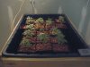 plants 028.jpg