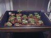 plants 027.jpg