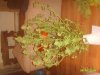 hashberry#1 011.jpg