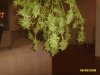 hashberry#1 010.jpg