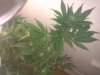 IMG_20120203_122701.jpg