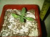 IMG-20120203-00218.jpg