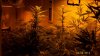 Indoor testing Sugar Ape F1 crosses 054.jpg