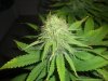 feb4GWSbud.jpg feb4GWSbud.jpg