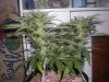 feb4LSkunk.jpg feb4LSkunk.jpg