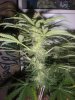 feb4LSkunkbud.jpg feb4LSkunkbud.jpg