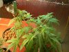 Day 35 of Bloom 005.jpg