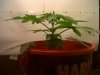 IMG00035-20120206-1031.jpg
