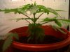IMG00036-20120206-1031.jpg