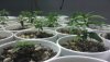 Seedlings.jpg