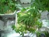 DSCN5313.jpg