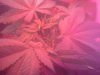 downsized_0206121711.jpg